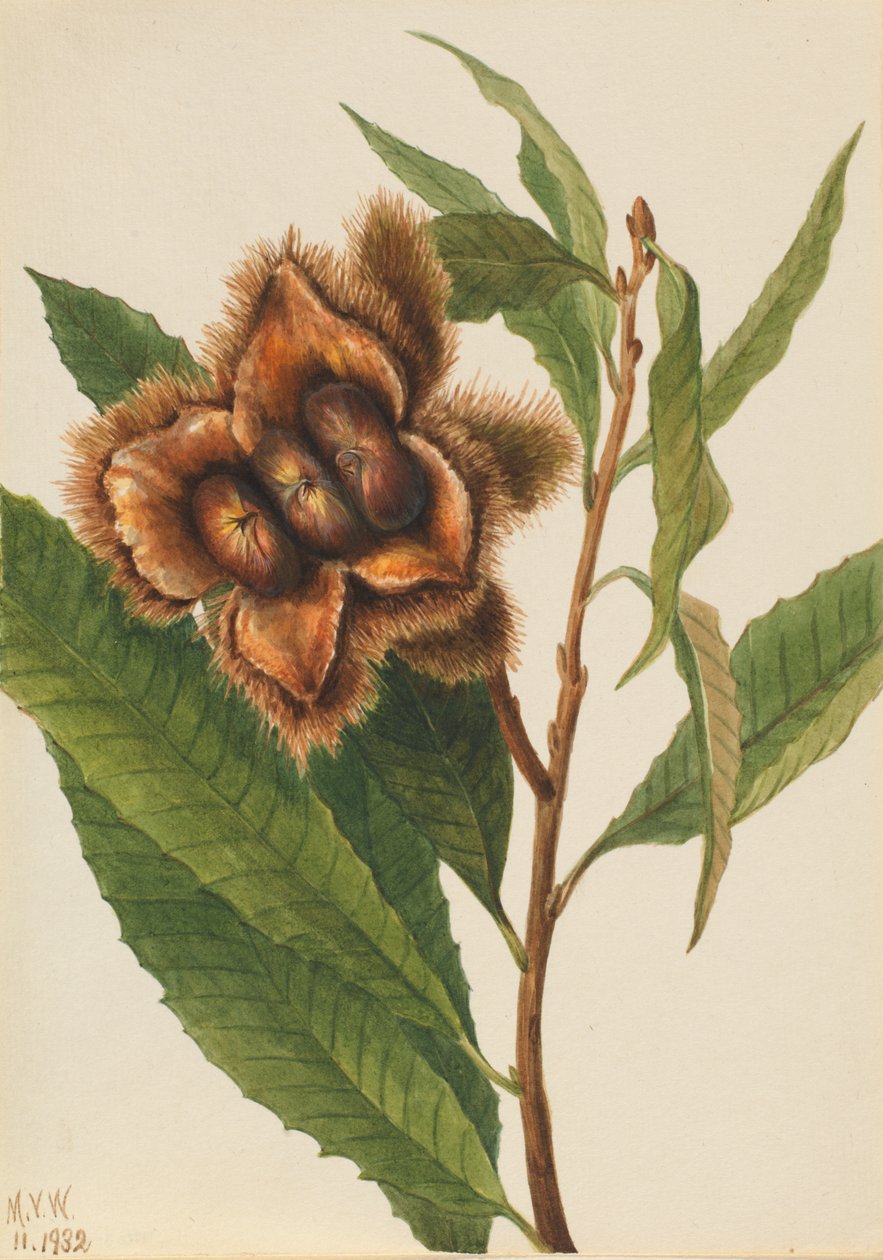 美国板栗（Castanea dentata） 作者 玛丽·沃克斯·沃尔科特