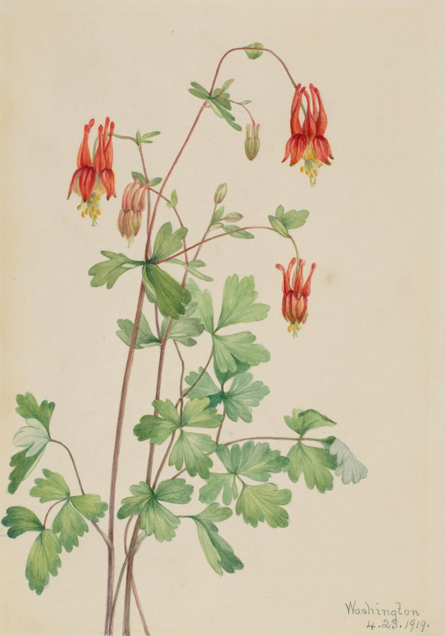 美国哥伦布（Aquilegia canadensis） 作者 玛丽·沃克斯·沃尔科特