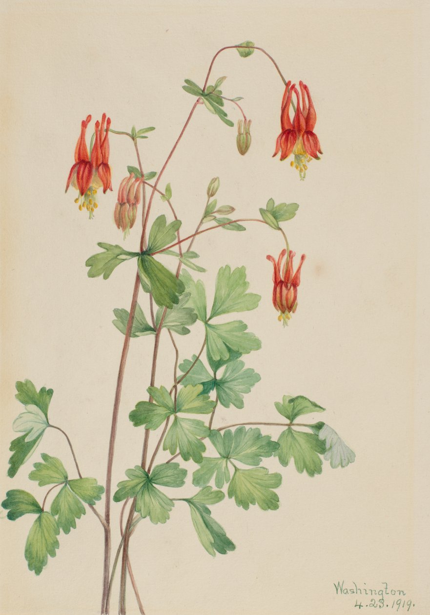 American Columbine Aquilegia canadensis, 1919. 作者 玛丽·沃克斯·沃尔科特
