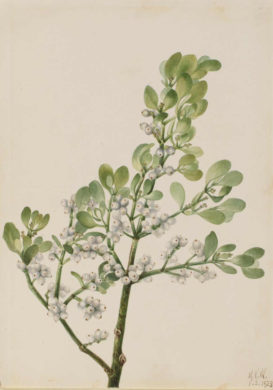 美国槲寄生（Phoradendron flavescens） 作者 玛丽·沃克斯·沃尔科特