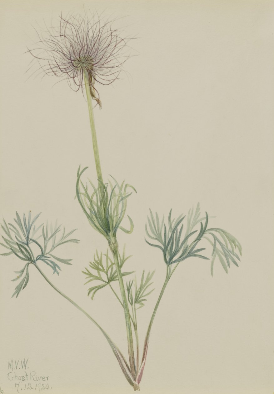 美国矢车菊（Pulsatilla ludoviciana） 作者 玛丽·沃克斯·沃尔科特