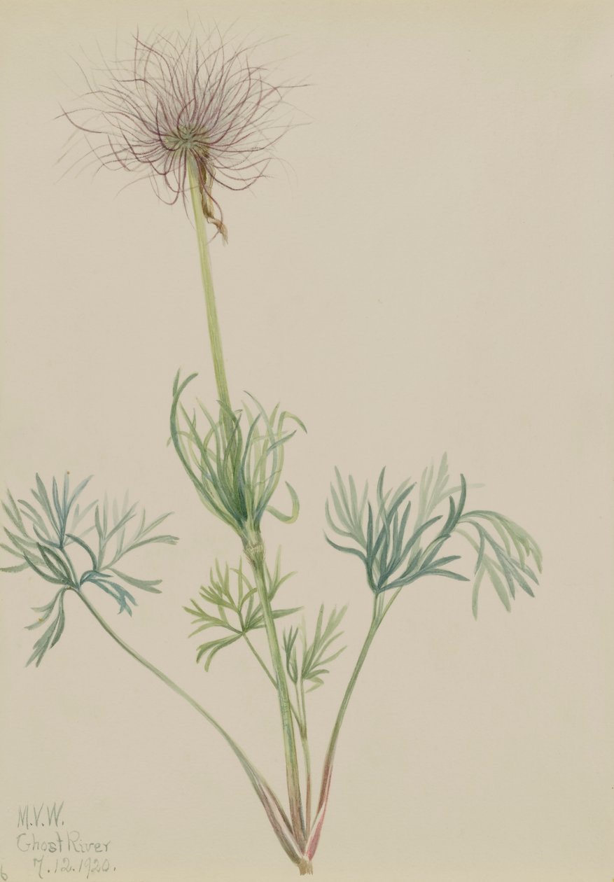 American Pasqueflower Pulsatilla ludoviciana, 1920. 作者 玛丽·沃克斯·沃尔科特