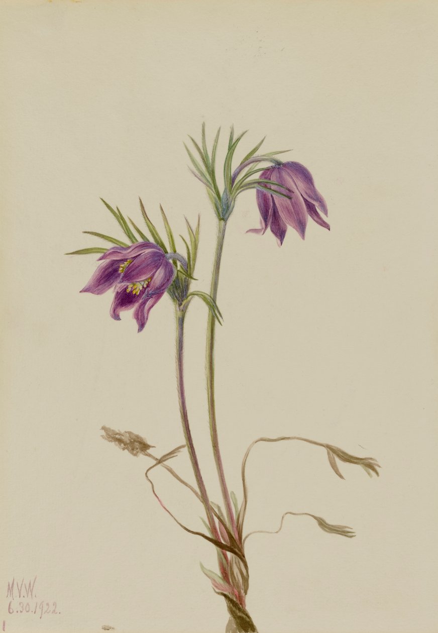 American Pasqueflower Pulsatilla ludoviciana, 1922. 作者 玛丽·沃克斯·沃尔科特