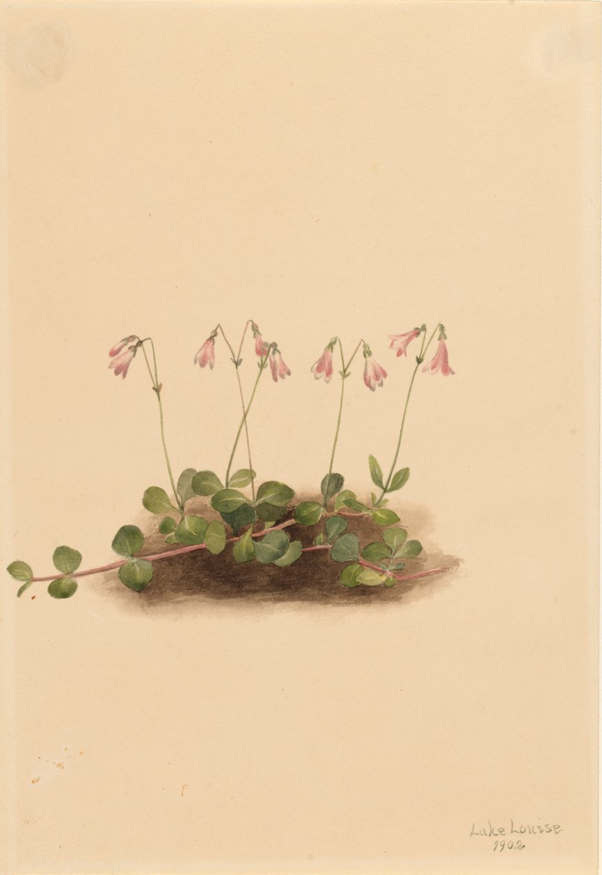 American Twinflower Linnaea borealis americana, 1902. 作者 玛丽·沃克斯·沃尔科特