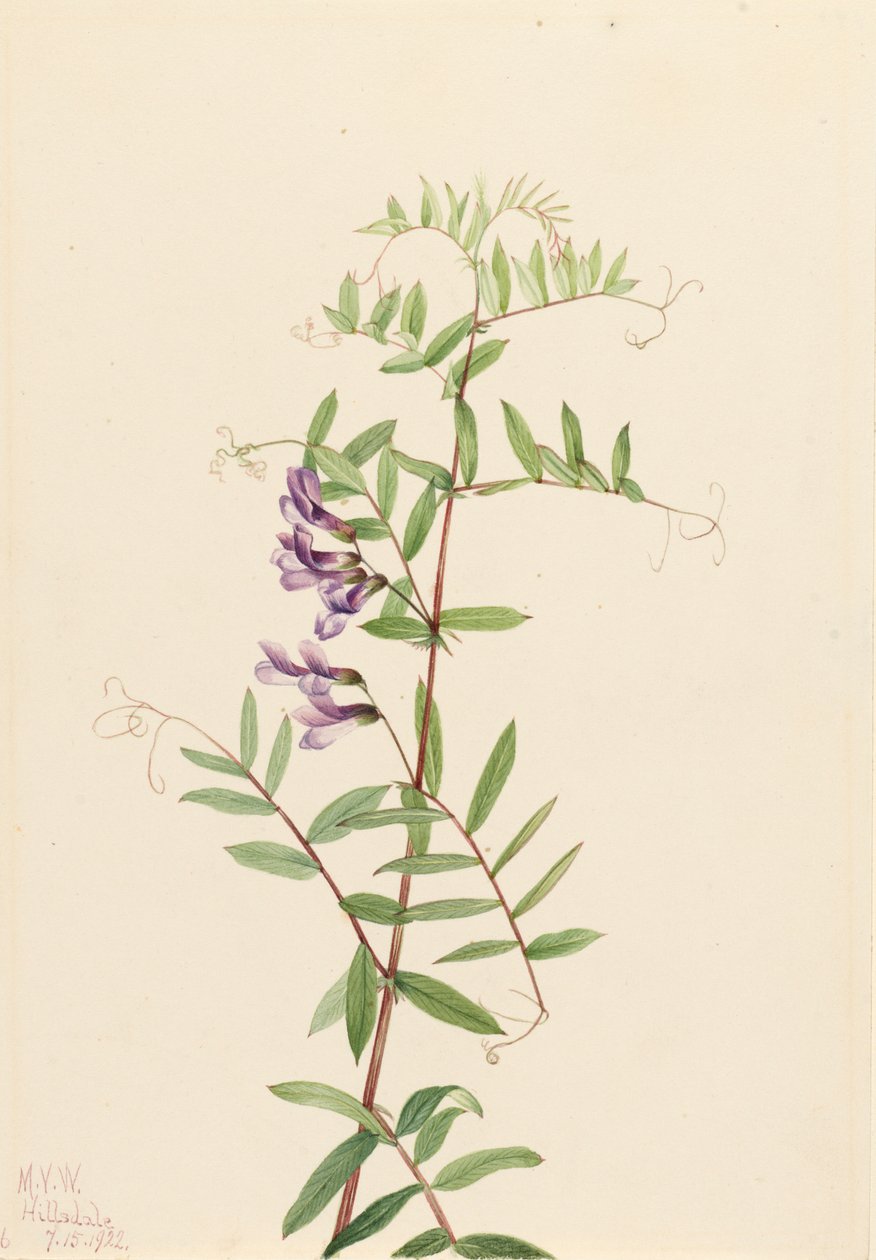 American Vetch Vicia americana, 1922. 作者 玛丽·沃克斯·沃尔科特