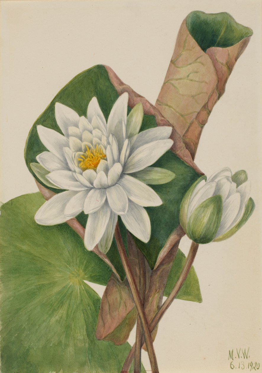 美国睡莲（Castalia odorata） 作者 玛丽·沃克斯·沃尔科特