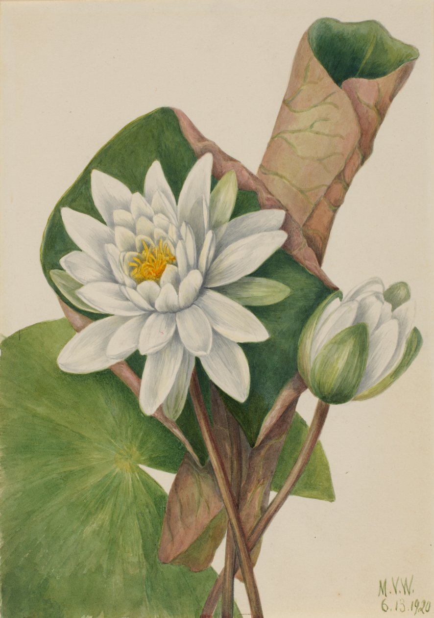 美国睡莲 Castalia odorata, 1920. 作者 玛丽·沃克斯·沃尔科特
