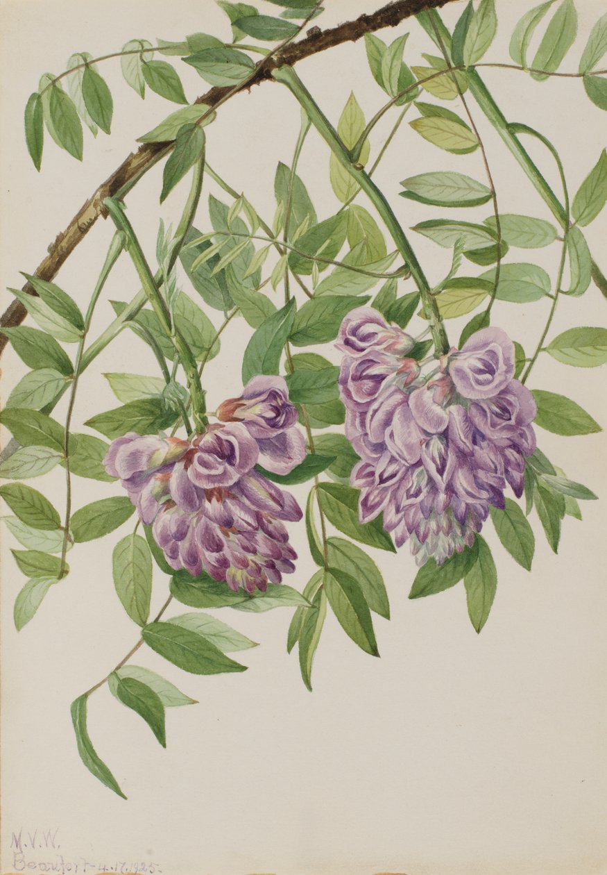 American Wisteria Kraunhia frutescens, 1925. 作者 玛丽·沃克斯·沃尔科特