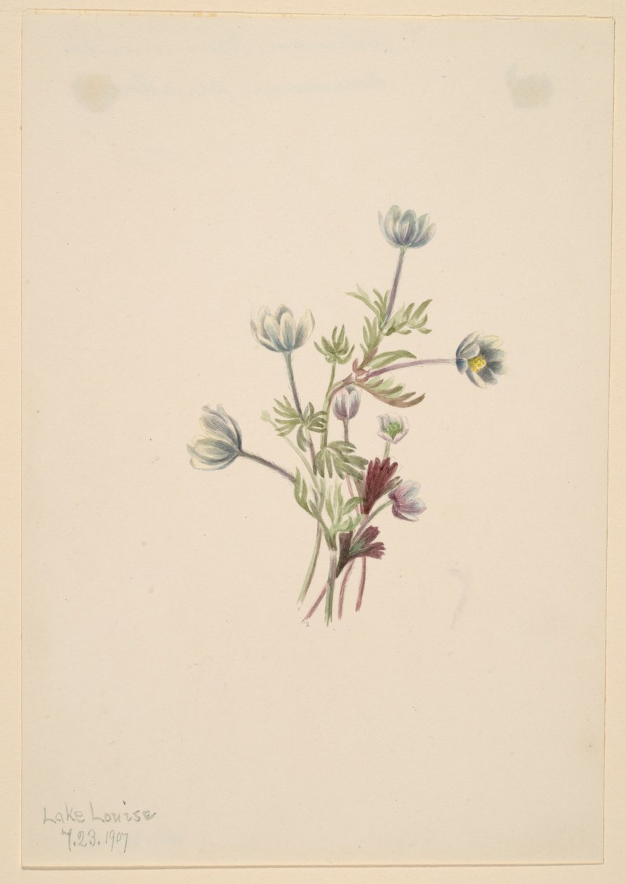 海葵 (Anemone drummondii) 作者 玛丽·沃克斯·沃尔科特