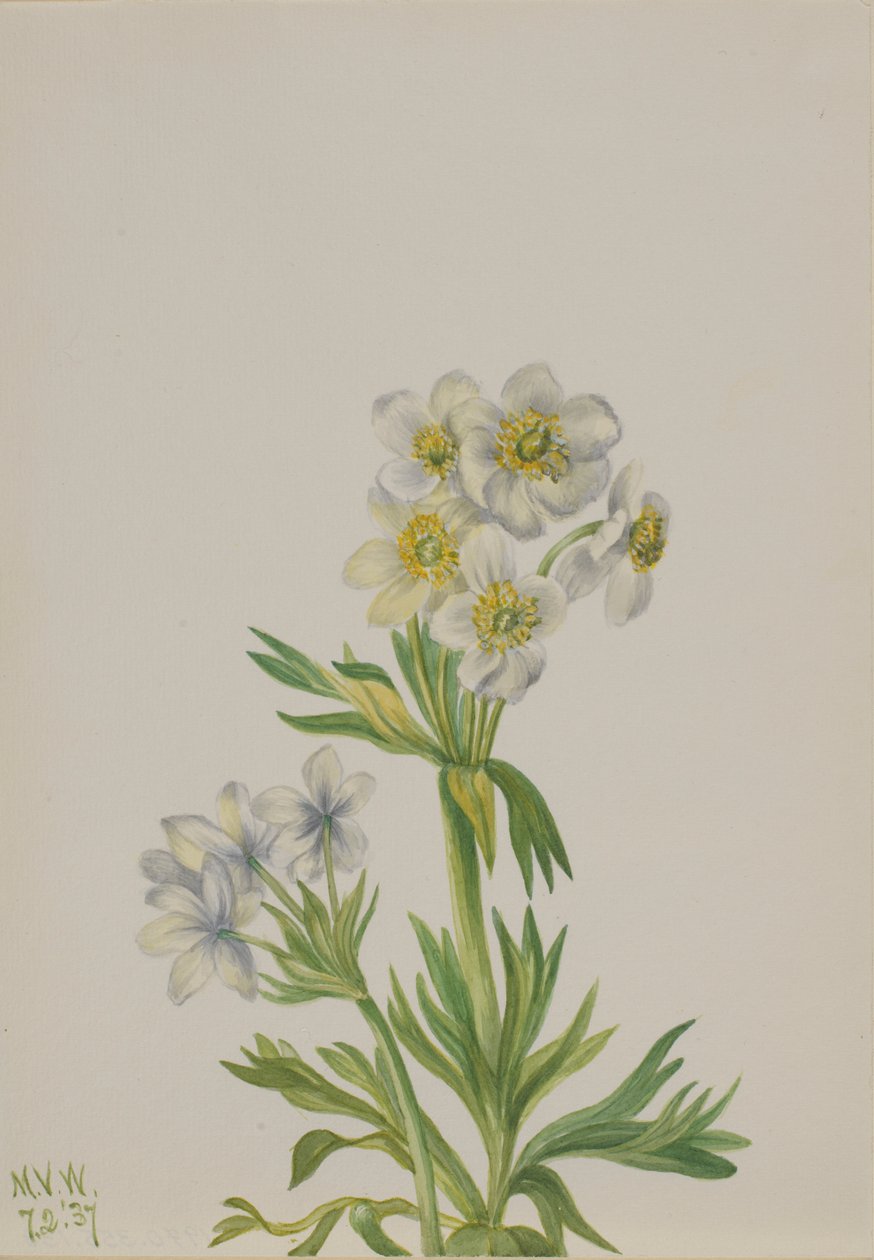 海葵 (Anemone zephyra) 作者 玛丽·沃克斯·沃尔科特