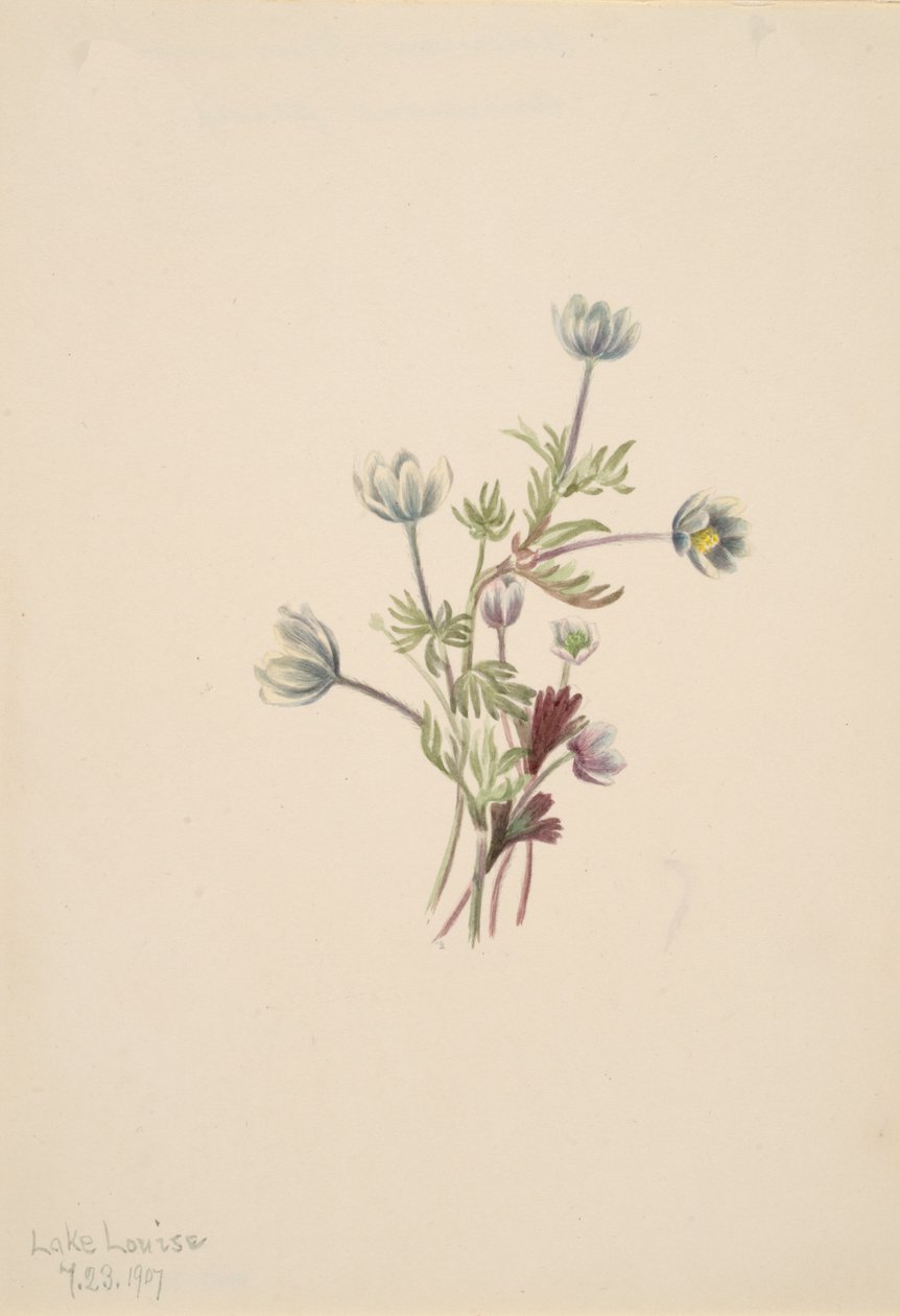 Anemone drummondii, 1907. 作者 玛丽·沃克斯·沃尔科特
