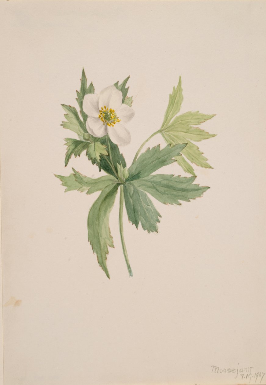 Anemone canadensis, 1907. 作者 玛丽·沃克斯·沃尔科特