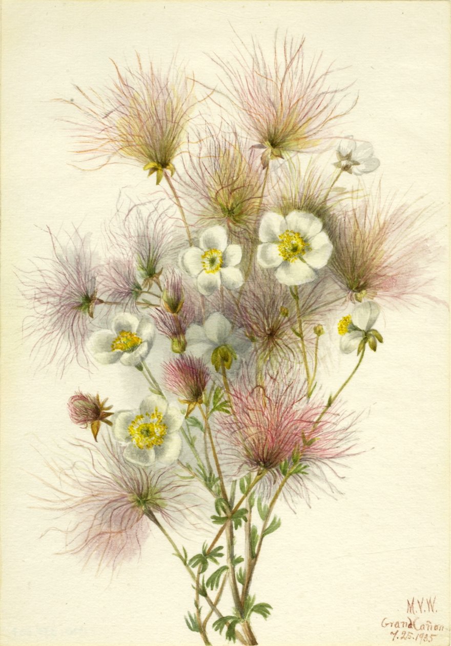 Apache Plume Fallugia paradoxa, 1935. 作者 玛丽·沃克斯·沃尔科特