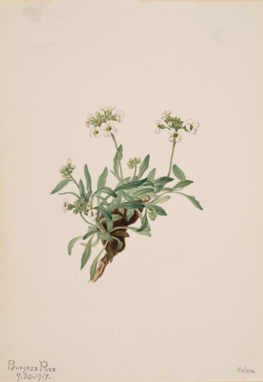 Arabis drummondii，1917年。 作者 玛丽·沃克斯·沃尔科特