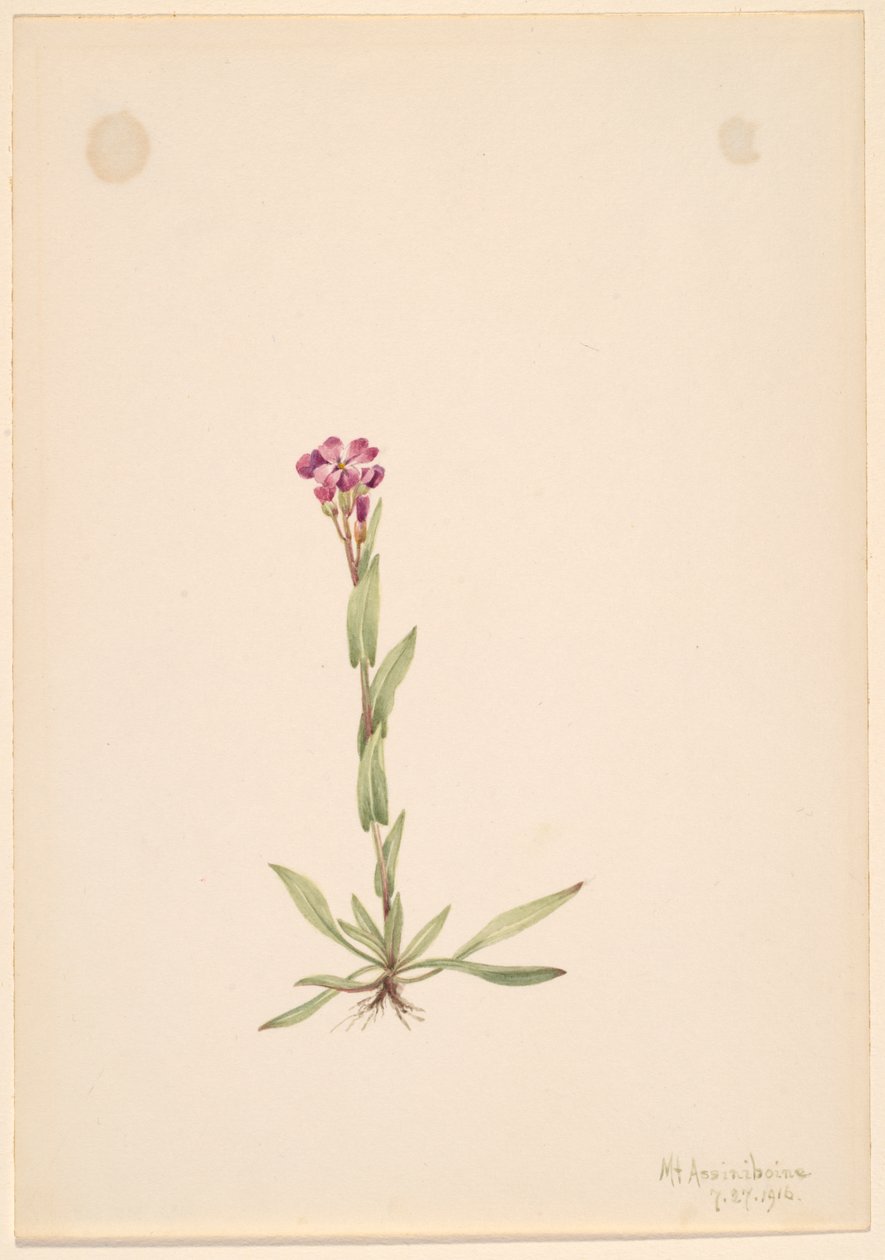 Arabis lyallii, 1916. 作者 玛丽·沃克斯·沃尔科特