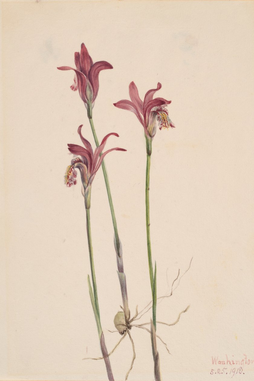 Arethusa Arethusa bulbosa, 1918. 作者 玛丽·沃克斯·沃尔科特