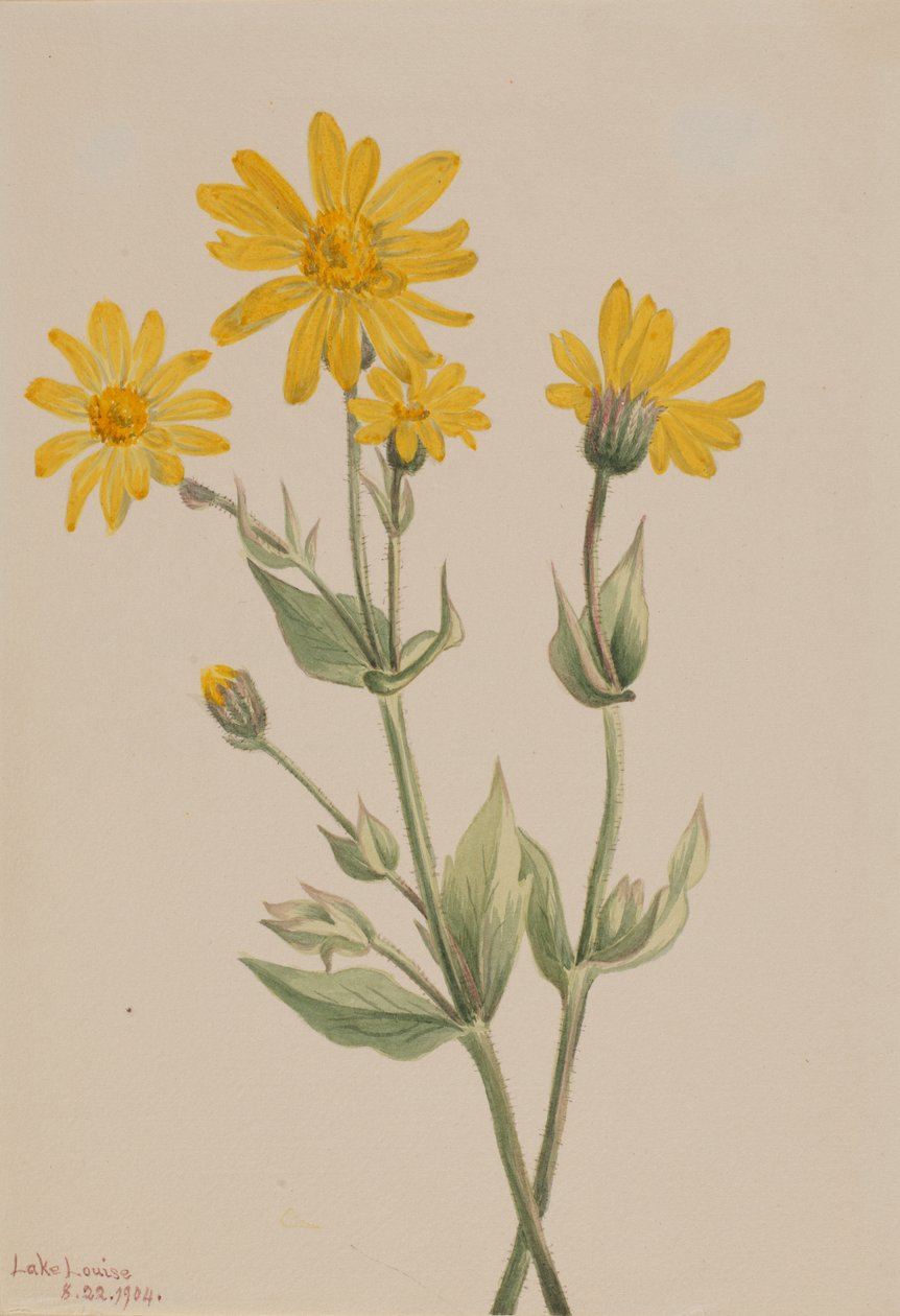 山金车 Arnica latifolia, 1904. 作者 玛丽·沃克斯·沃尔科特