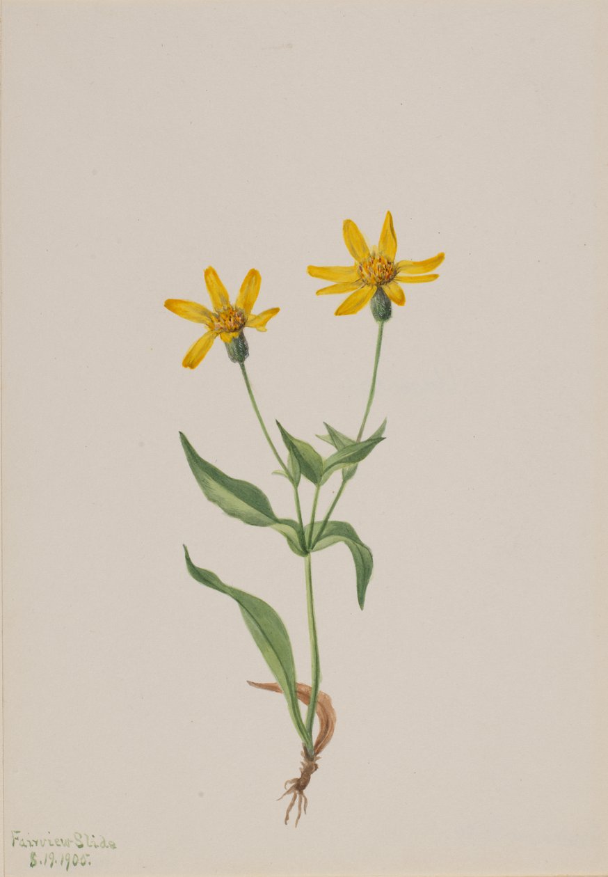 Arnica alpina, 1905. 作者 玛丽·沃克斯·沃尔科特