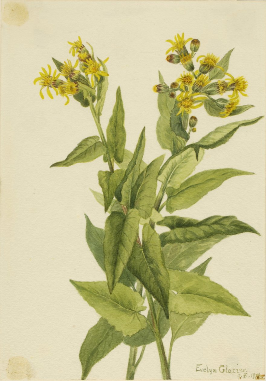 箭叶草Senecia triangularis，1916。 作者 玛丽·沃克斯·沃尔科特