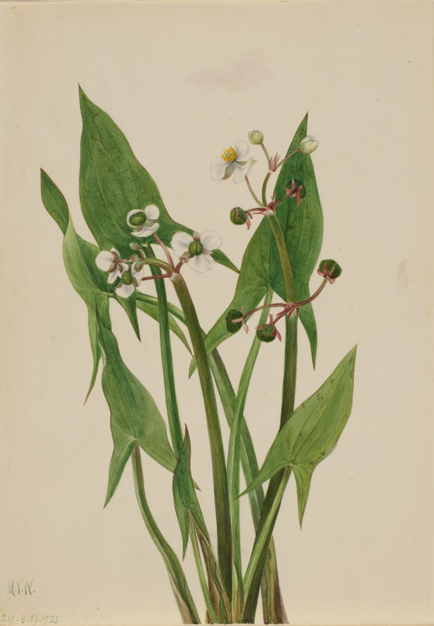 Arum Arrowhead Sagittaria cuneata, 1923. 作者 玛丽·沃克斯·沃尔科特