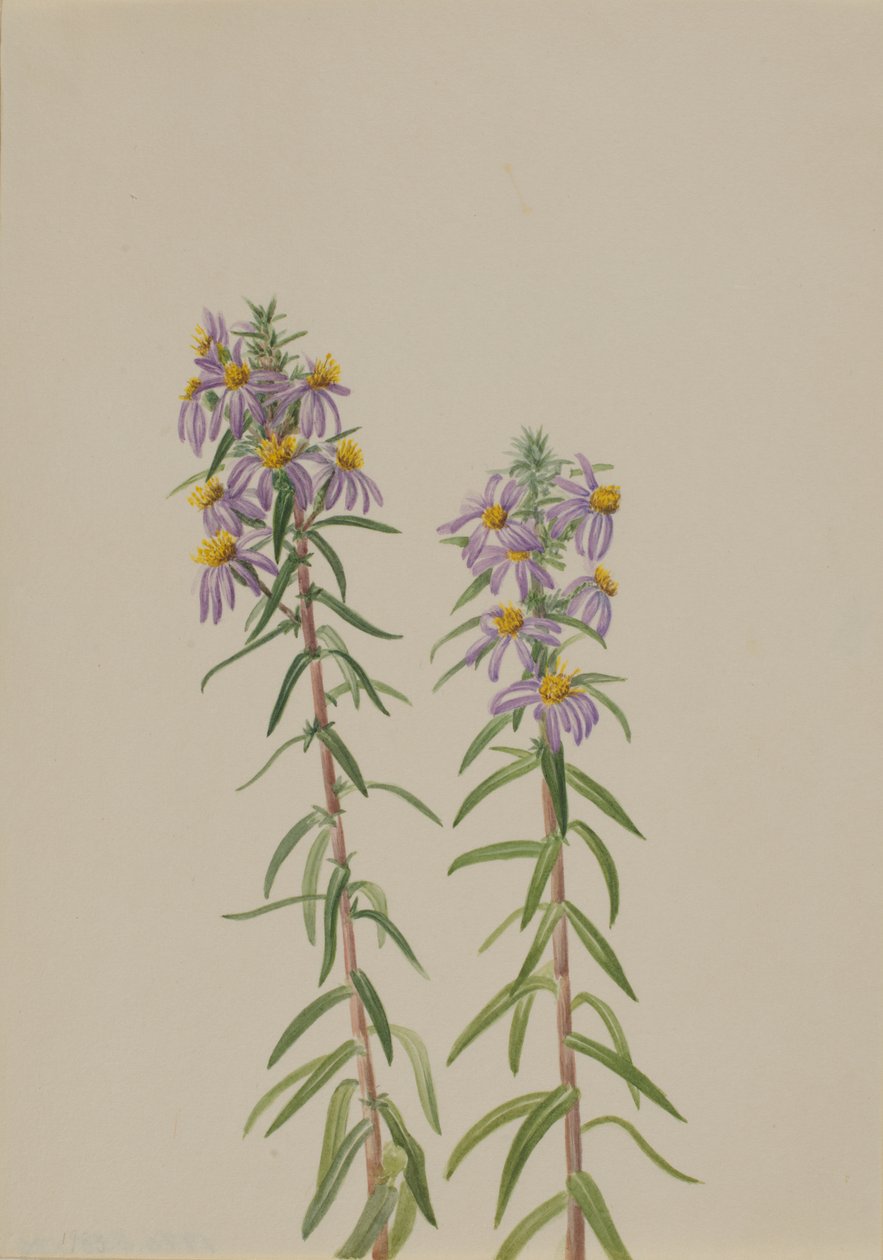Aster Aster hirariifolius, 1923. 作者 玛丽·沃克斯·沃尔科特