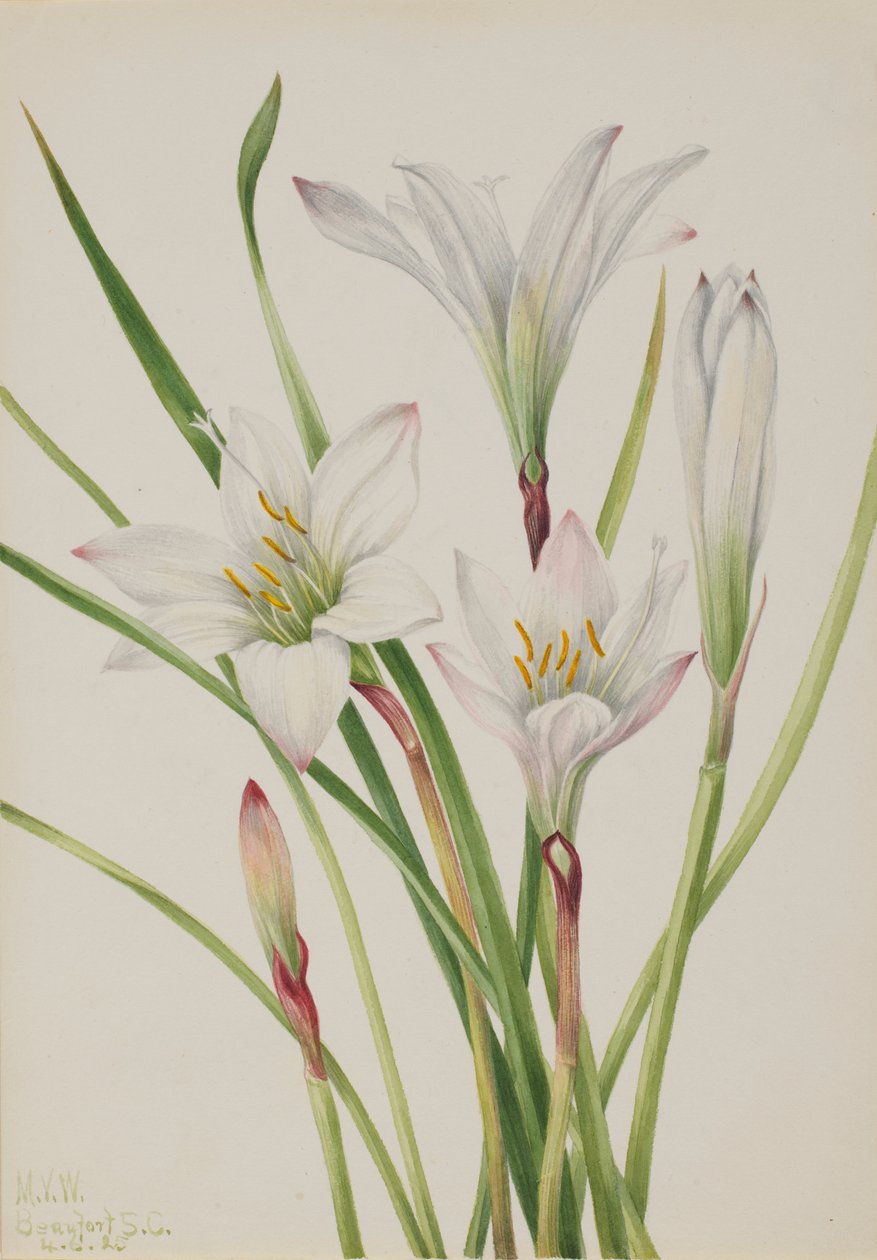 阿塔马斯科百合（Atamosco atamasco） 作者 玛丽·沃克斯·沃尔科特