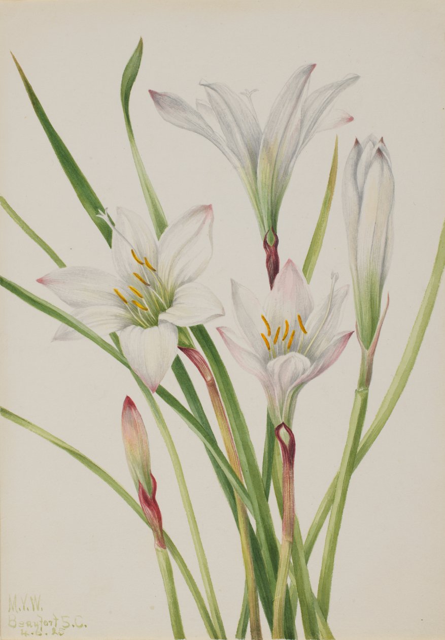 Atamasco-Lily Atamosco atamasco, 1925. 作者 玛丽·沃克斯·沃尔科特