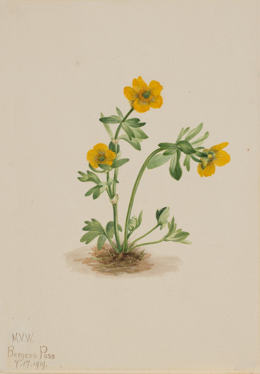 Avalanche Buttercup Ranunculus suksdorfii, 1919. 作者 玛丽·沃克斯·沃尔科特