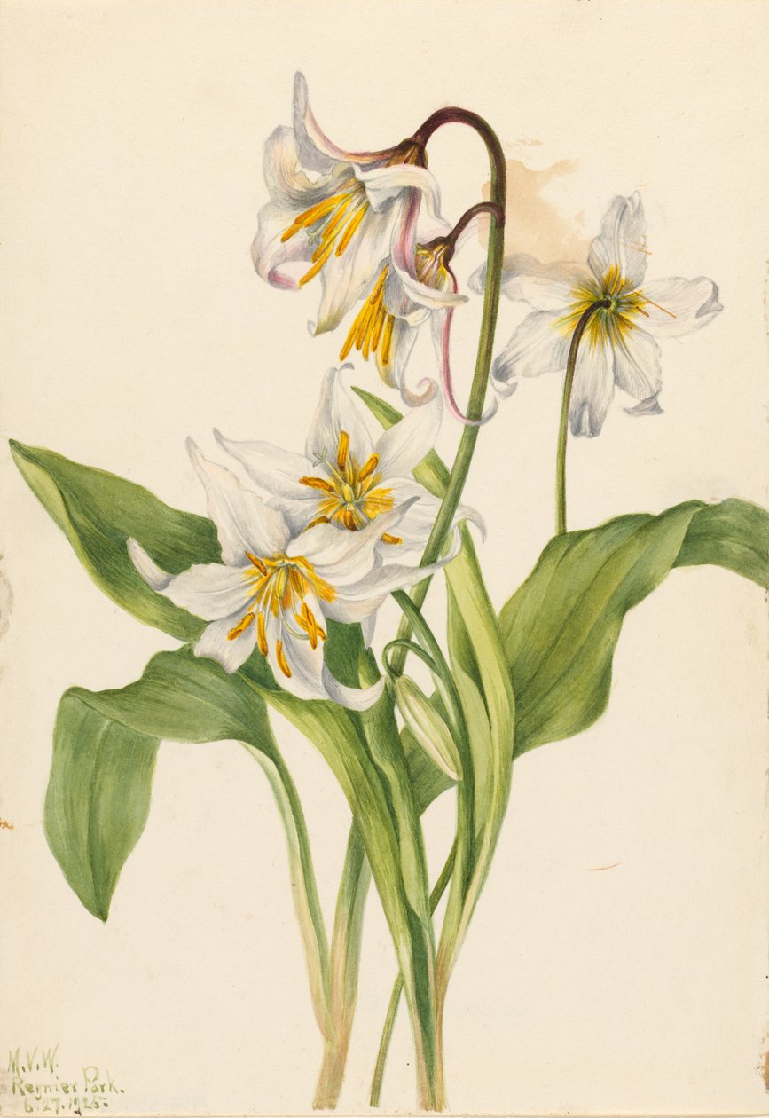 雪崩百合（Erythronium montanum） 作者 玛丽·沃克斯·沃尔科特
