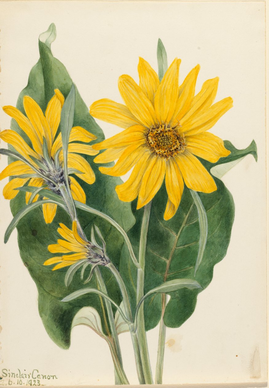 Balsamroot Balsamorhiza sagittata, 1923. 作者 玛丽·沃克斯·沃尔科特