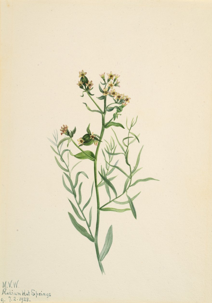 Bastard Toadflax Comandra pallida, 1923. 作者 玛丽·沃克斯·沃尔科特