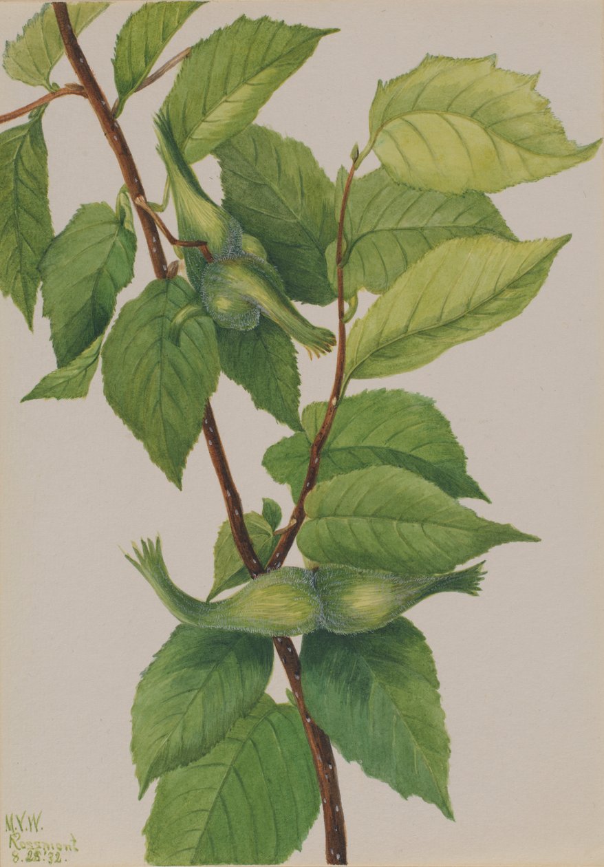 喙榛子（Corylus rostrata） 作者 玛丽·沃克斯·沃尔科特
