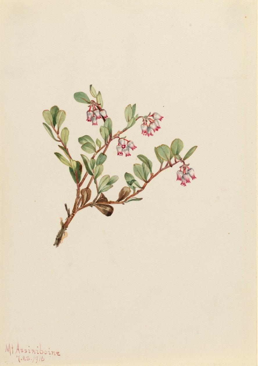 Bearberry Arctostaphylos uva-ursi, 1916. 作者 玛丽·沃克斯·沃尔科特