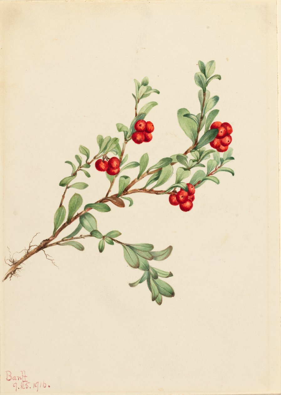 Bearberry Arctostaphylos uva-ursi, 1916. 作者 玛丽·沃克斯·沃尔科特