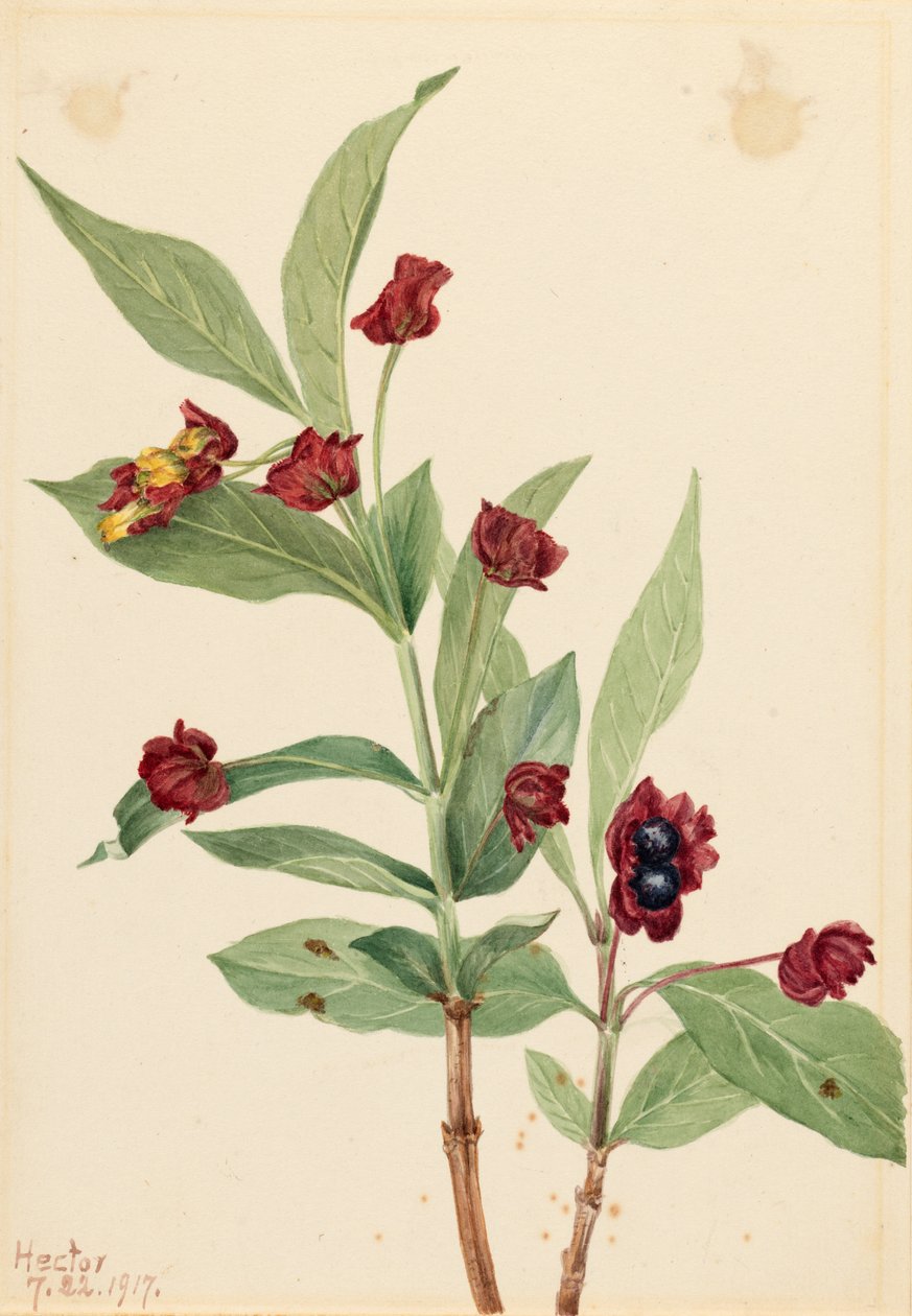 熊果金银花（Lonicera involucrata） 作者 玛丽·沃克斯·沃尔科特