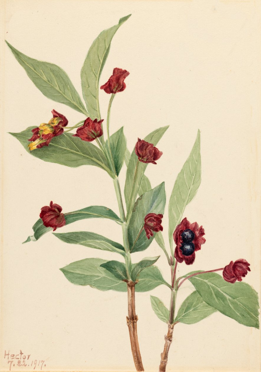 Bearberry Honeysuckle Lonicera involucrata, 1917. 作者 玛丽·沃克斯·沃尔科特