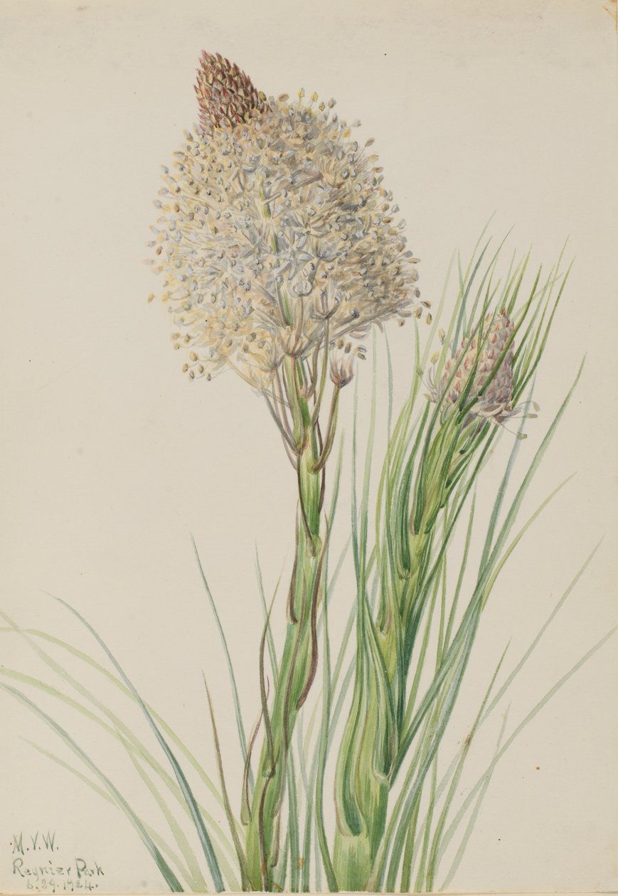 熊草 Xerophyllum tenax，1924。 作者 玛丽·沃克斯·沃尔科特