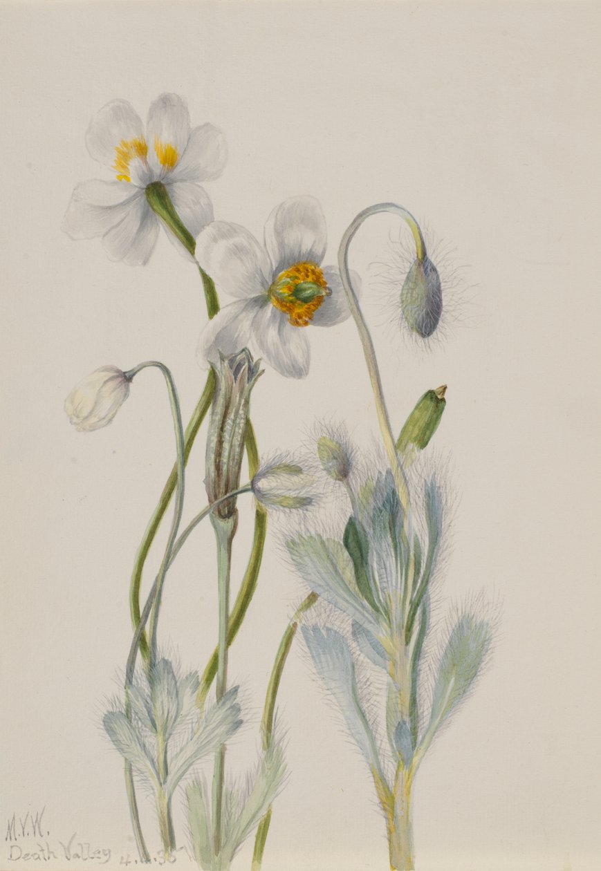Bearpoppy Arctomecon merriami, 1935. 作者 玛丽·沃克斯·沃尔科特