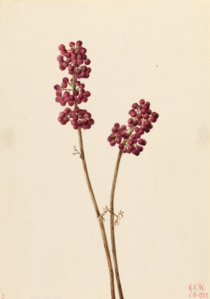 美丽的浆果Callicarpa americana，1923。 作者 玛丽·沃克斯·沃尔科特