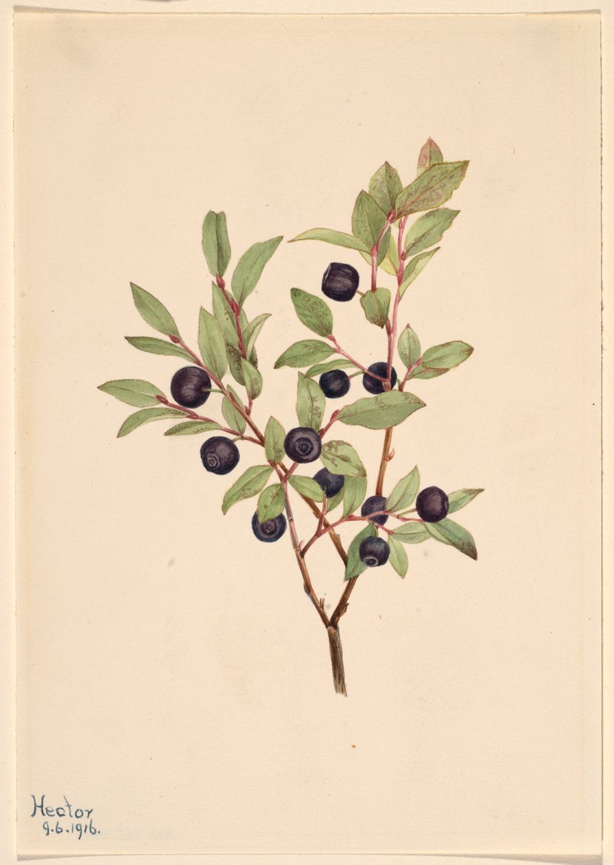 大越橘（Vaccinium membranaceum） 作者 玛丽·沃克斯·沃尔科特