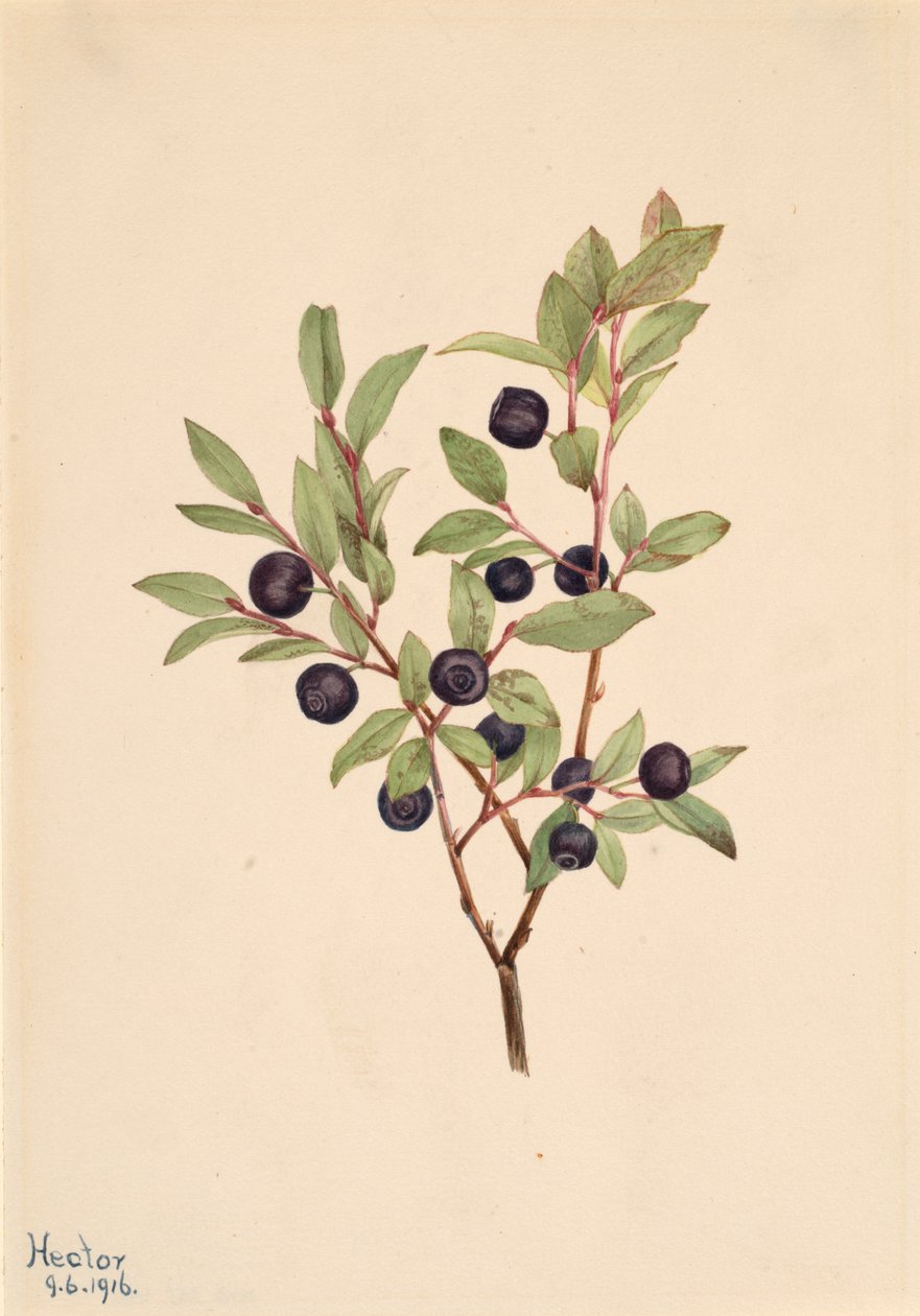Big Whortleberry Vaccinium membranaceum, 1916. 作者 玛丽·沃克斯·沃尔科特