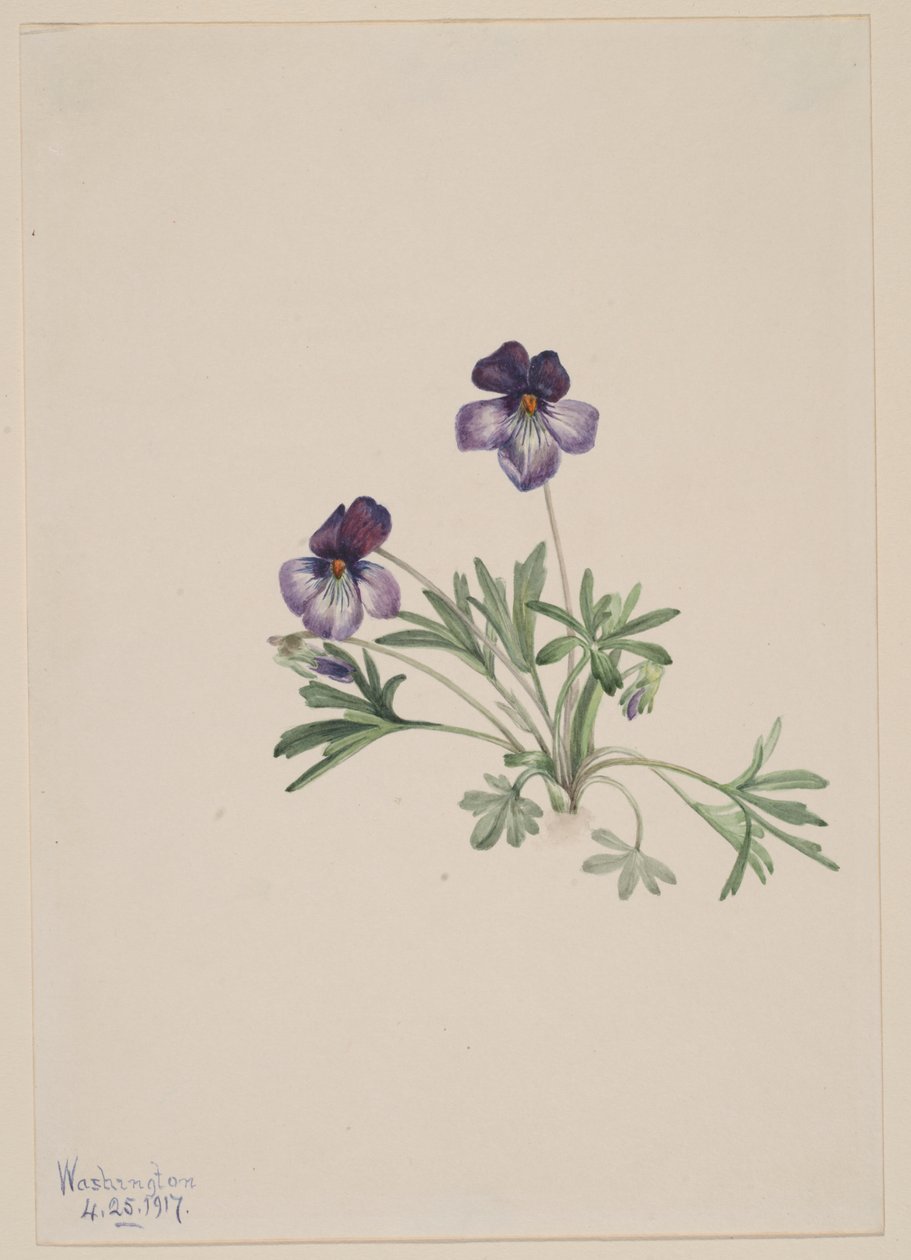 鸟脚紫罗兰（Viola pedata） 作者 玛丽·沃克斯·沃尔科特