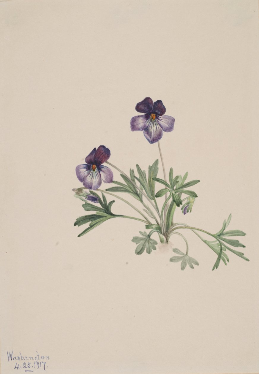 鸟脚紫罗兰 Viola pedata, 1917. 作者 玛丽·沃克斯·沃尔科特