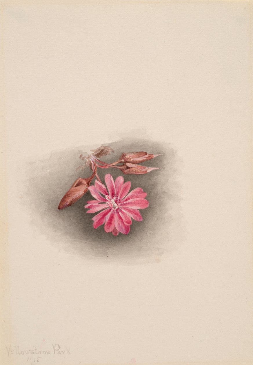 Bitterroot Lewisia redivivia, 1915. 作者 玛丽·沃克斯·沃尔科特