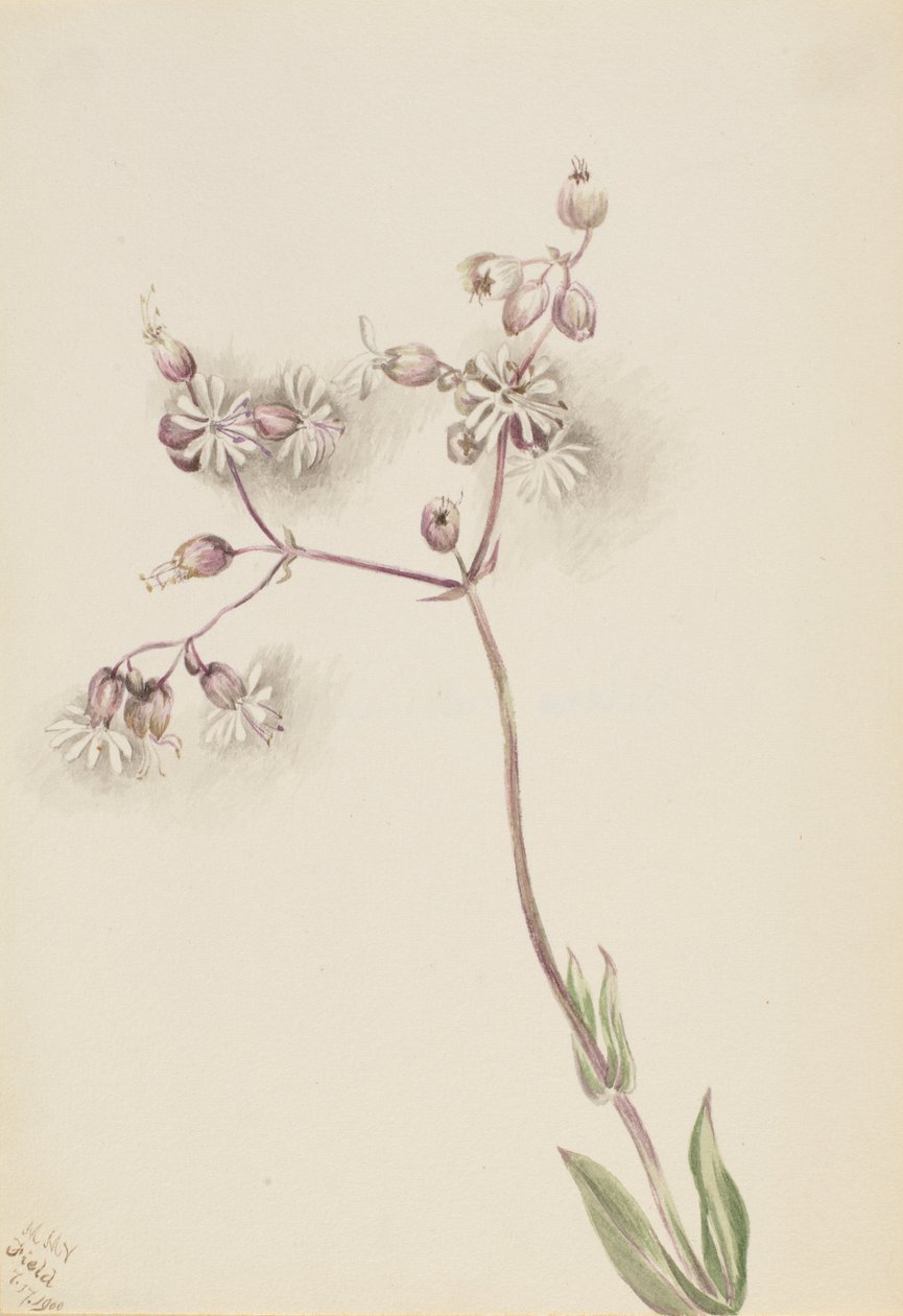 膀胱凌霄花（Silene latifolia） 作者 玛丽·沃克斯·沃尔科特