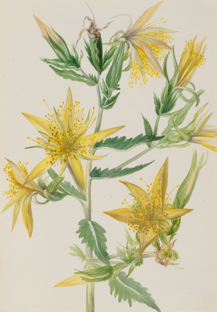 Blazing Star Mentzelia laevicaulis，约1930年代。 作者 玛丽·沃克斯·沃尔科特