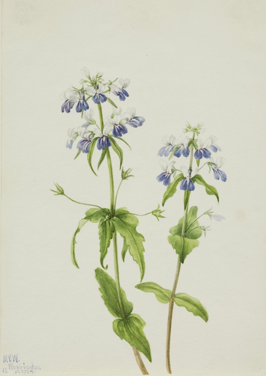 蓝眼玛丽 Collinsia verna, 1927. 作者 玛丽·沃克斯·沃尔科特