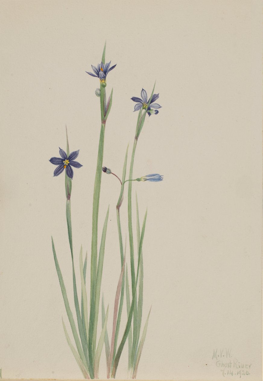 蓝眼草（Sisyrinchium angustifolium） 作者 玛丽·沃克斯·沃尔科特
