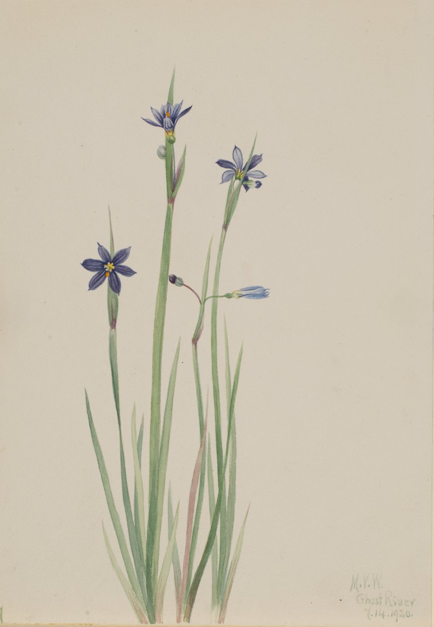 蓝眼草 Sisyrinchium angustifolium, 1920. 作者 玛丽·沃克斯·沃尔科特