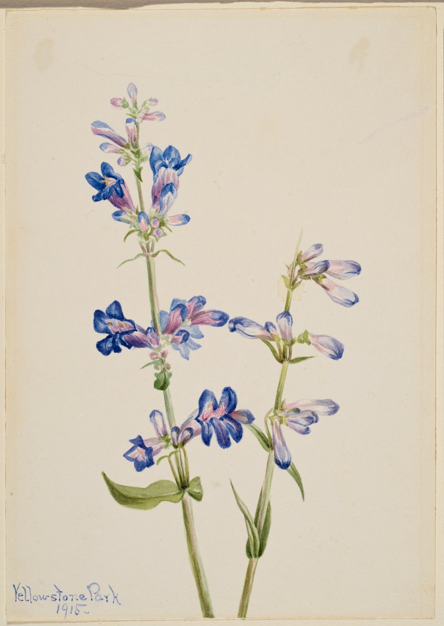 蓝须舌（Pentstemon） 作者 玛丽·沃克斯·沃尔科特